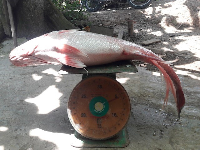 Cá sủ vàng nửa tỷ đồng, ngư dân miền Tây chưa chịu bán ảnh 1