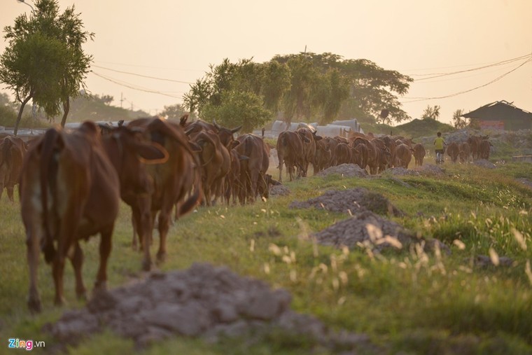 Khu sinh thái nghỉ dưỡng thành nơi chăn bò ảnh 3