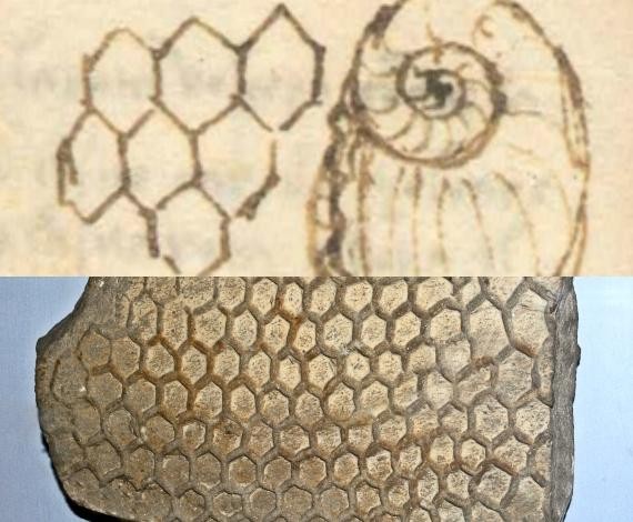 Hóa thạch: Khi đá kể chuyện vạn năm ảnh 1