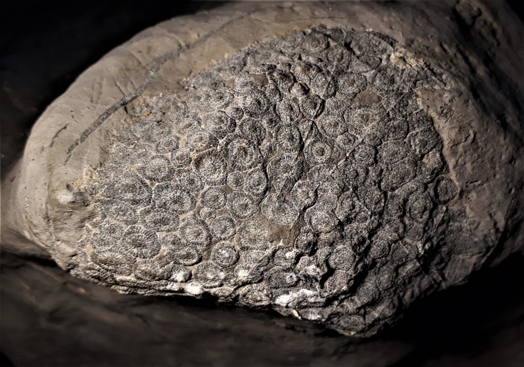 Hóa thạch san hô - Tấm lịch kỳ diệu của thiên nhiên ảnh 1