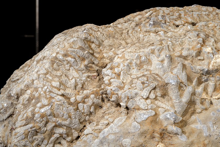 Hóa thạch san hô - Tấm lịch kỳ diệu của thiên nhiên ảnh 2