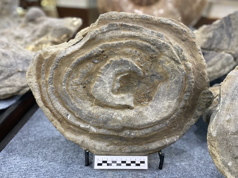 Hóa thạch san hô - Tấm lịch kỳ diệu của thiên nhiên ảnh 3