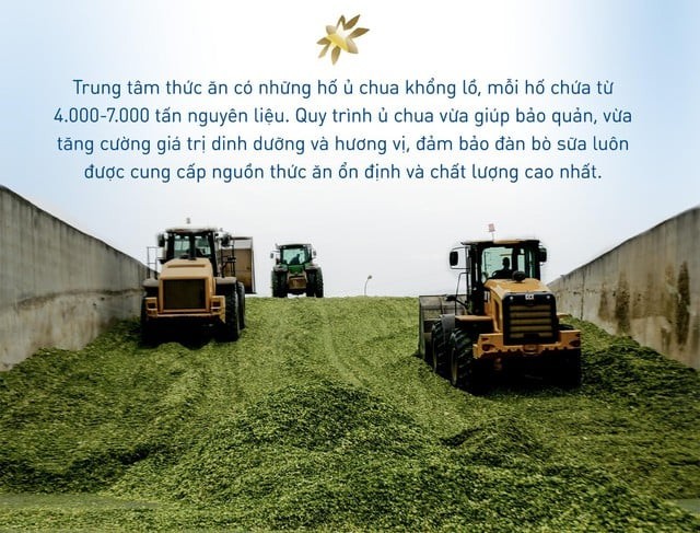 70.000 bò sữa được cho ăn thế nào để mang tới dòng sữa tươi sạch TH true MILK? ảnh 2