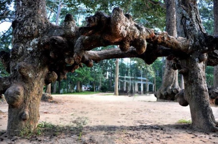 Ao bà Om - Di tích văn hóa và giai thoại đặc biệt trên đất Trà Vinh ảnh 3