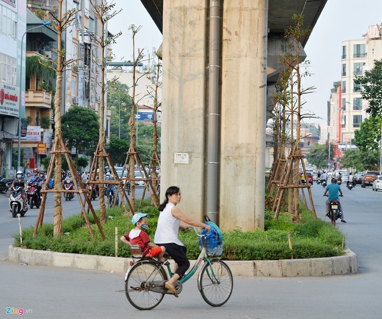 Hà Nội trồng cây dưới gầm đường sắt trên cao ảnh 1