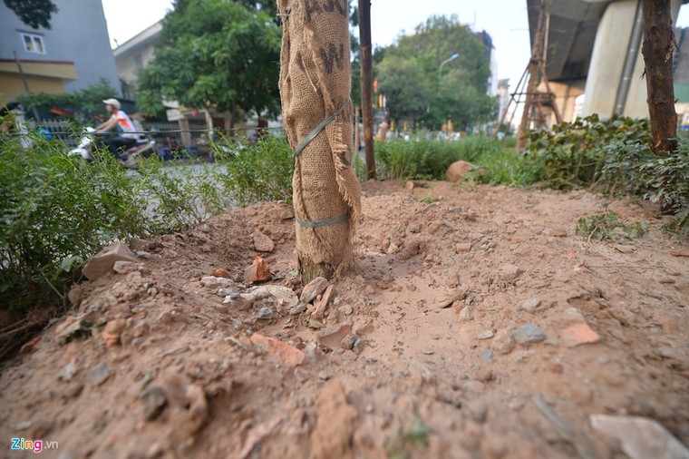 Hà Nội trồng cây dưới gầm đường sắt trên cao ảnh 4