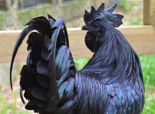 Trào lưu kinh doanh gà độc, lạ cho năm Đinh Dậu ảnh 1