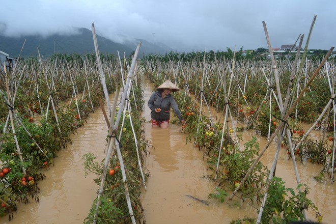 Tiền tỷ trôi theo lũ ở vùng trồng rau lớn nhất nước ảnh 1
