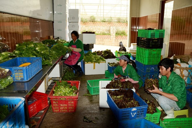 Tiền tỷ trôi theo lũ ở vùng trồng rau lớn nhất nước ảnh 2