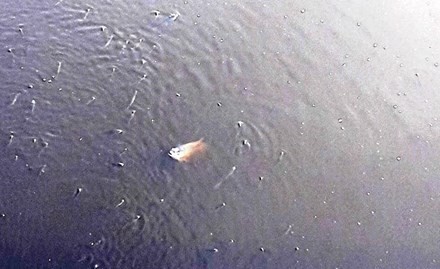 TT-Huế: Cá chết bất thường trên các sông ở Quảng Điền ảnh 1