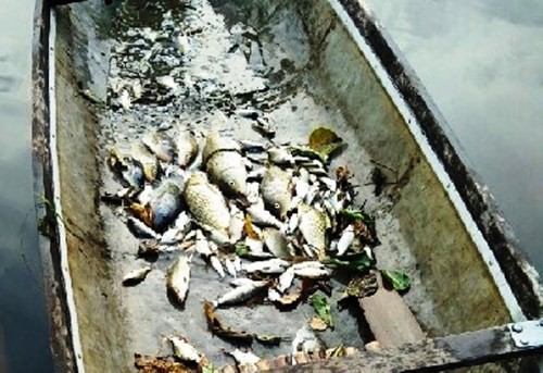 TT-Huế: Cá chết bất thường trên các sông ở Quảng Điền ảnh 3