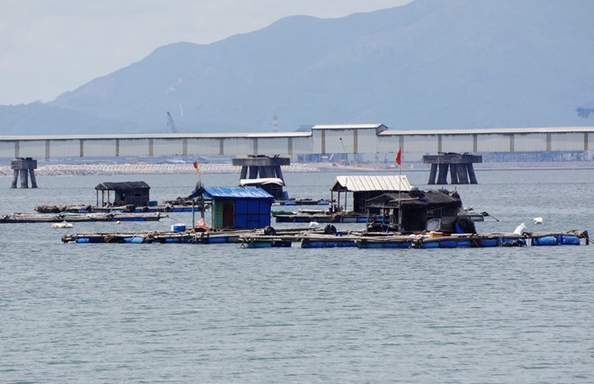 Thủy triều đỏ làm cá chết hàng loạt ở Thanh Hóa ảnh 2