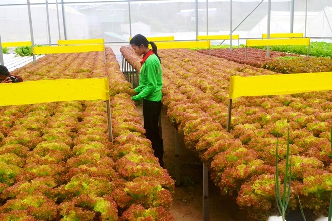 Rau thủy canh thu hoạch 15 vụ mỗi năm, ăn không cần rửa ảnh 10