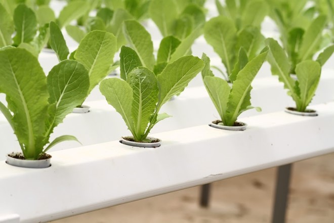 Rau thủy canh thu hoạch 15 vụ mỗi năm, ăn không cần rửa ảnh 5