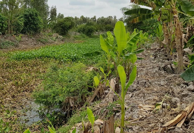 Ông lão 74 tuổi giết chết hàng xóm rồi phi tang vì mâu thuẫn đất đai ảnh 1