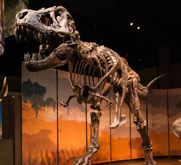 Top 10 Bảo tàng Khoa học Mỹ do độc giả USA Today bình chọn ảnh 8