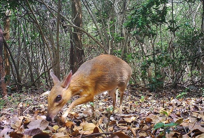 UNESCO công nhận thêm 2 Khu dự trữ sinh quyển thế giới ở Việt Nam ảnh 1