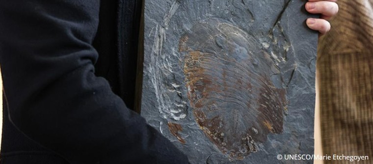 UNESCO đón nhận hóa thạch 460 triệu năm tuổi ảnh 1