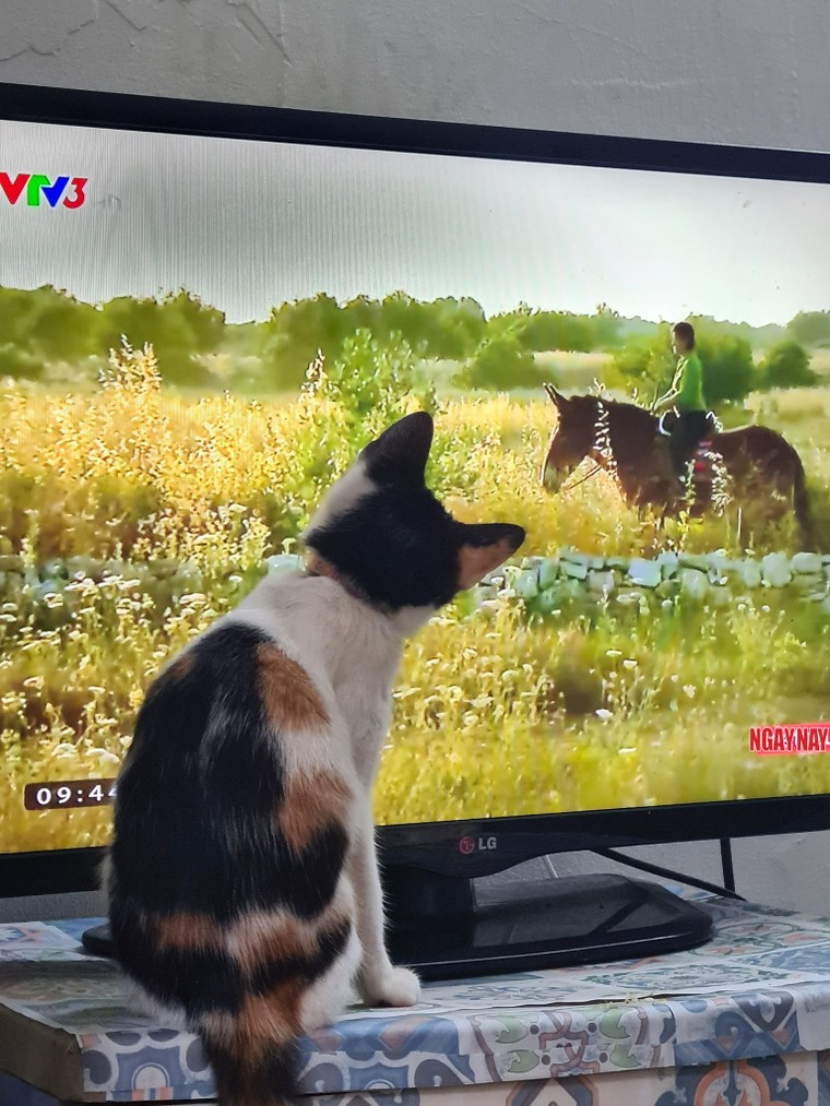 Nuôi một con mèo sẽ khiến bạn trở nên rất dịu dàng ảnh 3