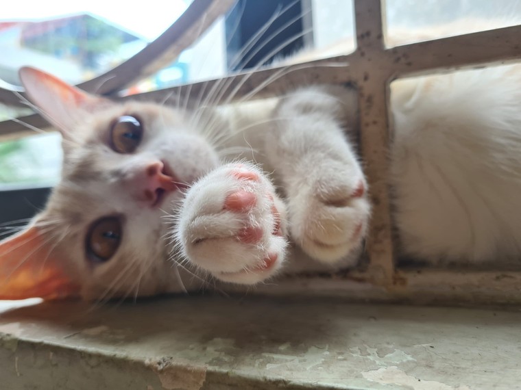 Giảm rụng lông ở mèo với 4 bước dễ làm và hiệu quả ảnh 1