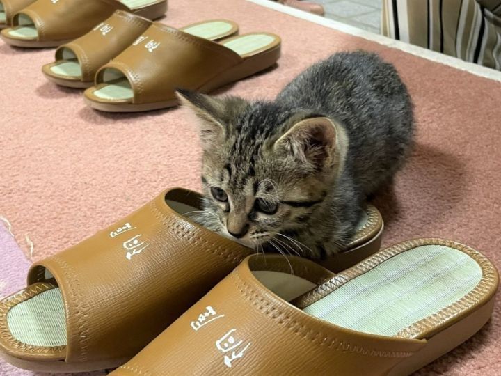 Nozawa Onsen: nơi những “nhân viên mèo” sẽ chăm sóc bạn bằng sự dễ thương và hiếu khách ảnh 1