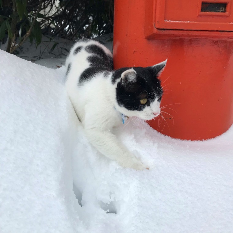 Nozawa Onsen: nơi những “nhân viên mèo” sẽ chăm sóc bạn bằng sự dễ thương và hiếu khách ảnh 5