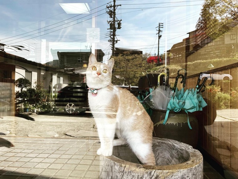 Nozawa Onsen: nơi những “nhân viên mèo” sẽ chăm sóc bạn bằng sự dễ thương và hiếu khách ảnh 4