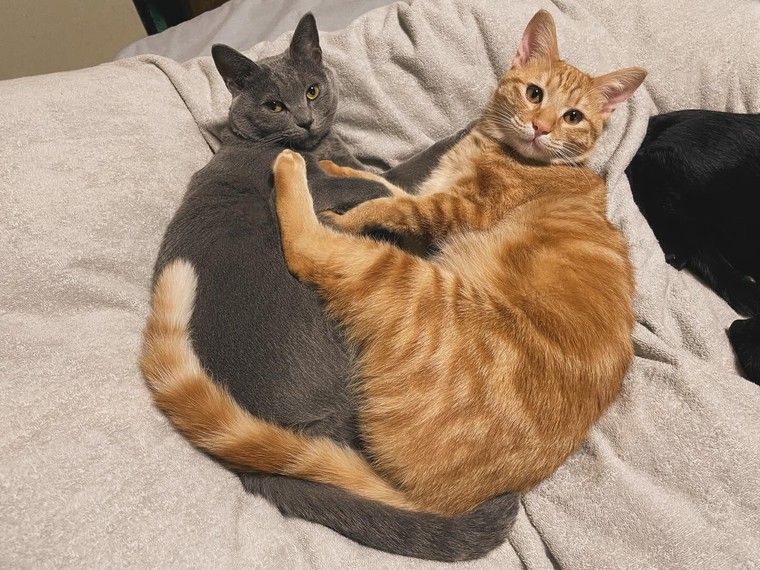 Nozawa Onsen: nơi những “nhân viên mèo” sẽ chăm sóc bạn bằng sự dễ thương và hiếu khách ảnh 7