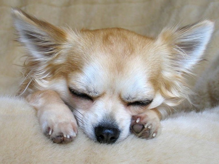 Nhật Bản: Người dân phải thông báo cho chính quyền khi chó nuôi trong nhà qua đời ảnh 1