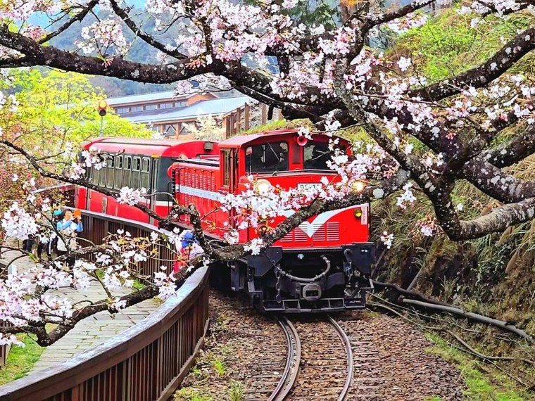 Nơi hoa anh đào “ẩn mình”: 6 điểm đến vào mùa hoa ở Châu Á - Thái Bình Dương ảnh 3