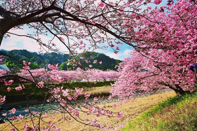 Nơi hoa anh đào “ẩn mình”: 6 điểm đến vào mùa hoa ở Châu Á - Thái Bình Dương ảnh 7