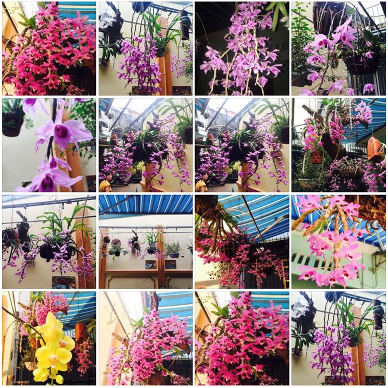 Xót thương phi công Khuất Mạnh Trí - Người lính yêu hoa lan ảnh 3