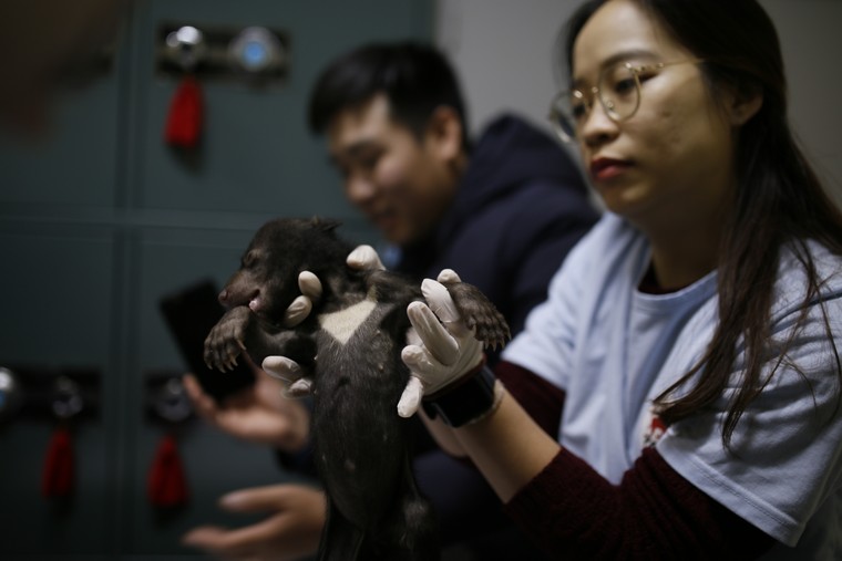 Hải Phòng: Tịch thu hai cá thể gấu ngựa con bất hợp pháp ảnh 1