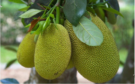 Đâu là nguyên liệu dùng để làm nhút?