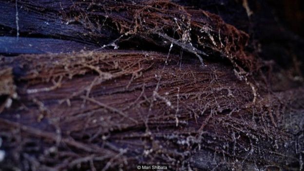 Bí mật 750 năm nước tương thủ công Nhật Bản ảnh 8