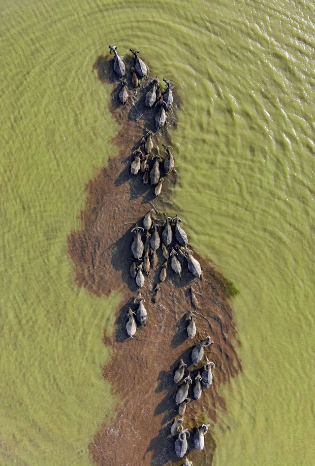 4 bức ảnh Việt Nam lọt vào những khoảnh khắc đẹp nhất thế giới 2019 ảnh 3