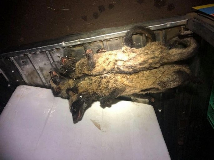 Bắt xe khách chở hơn 100 cá thể thú rừng không rõ nguồn gốc ảnh 1