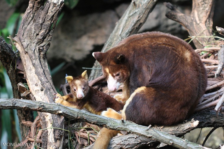 Nơi đây có bao nhiêu loài động vật có vú?