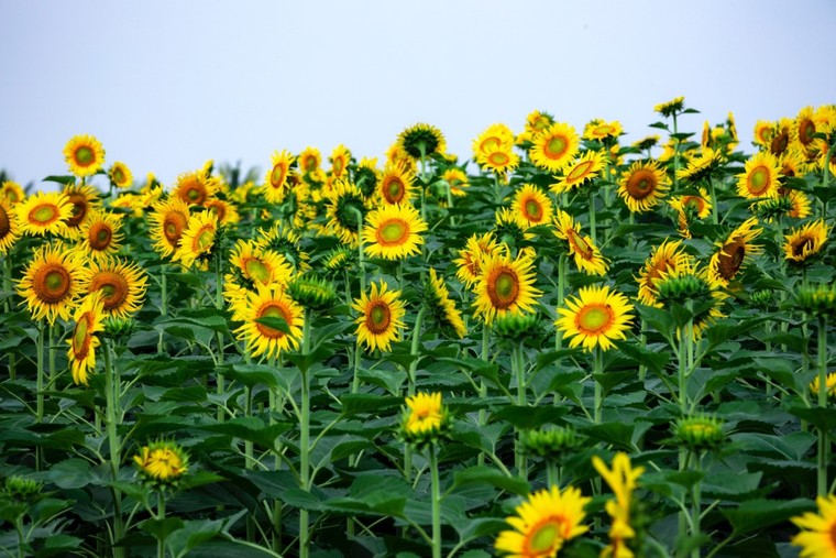 Đồi hoa mặt trời Ecopark khoe sắc đón thu sang ảnh 11