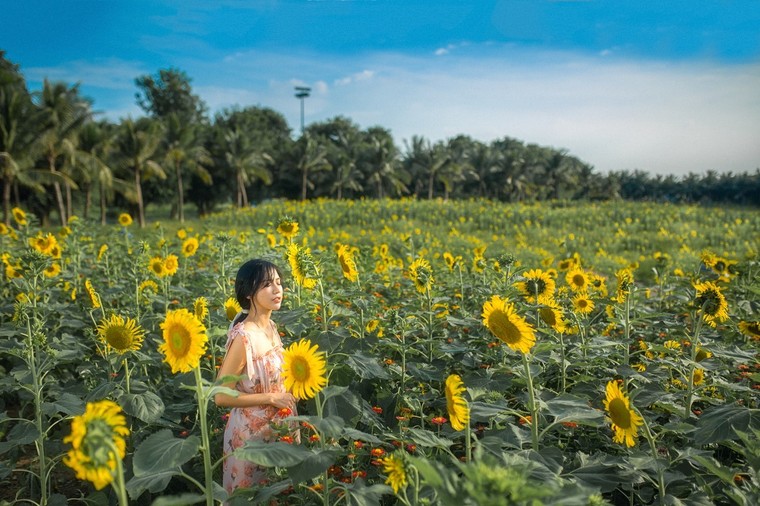 Đồi hoa mặt trời Ecopark khoe sắc đón thu sang ảnh 1