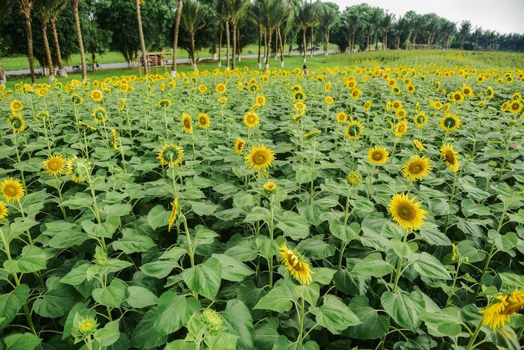 Đồi hoa mặt trời Ecopark khoe sắc đón thu sang ảnh 4