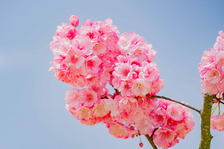 Du khách nô nức check-in thiên đường hoa Sa Pa đầu xuân ảnh 3