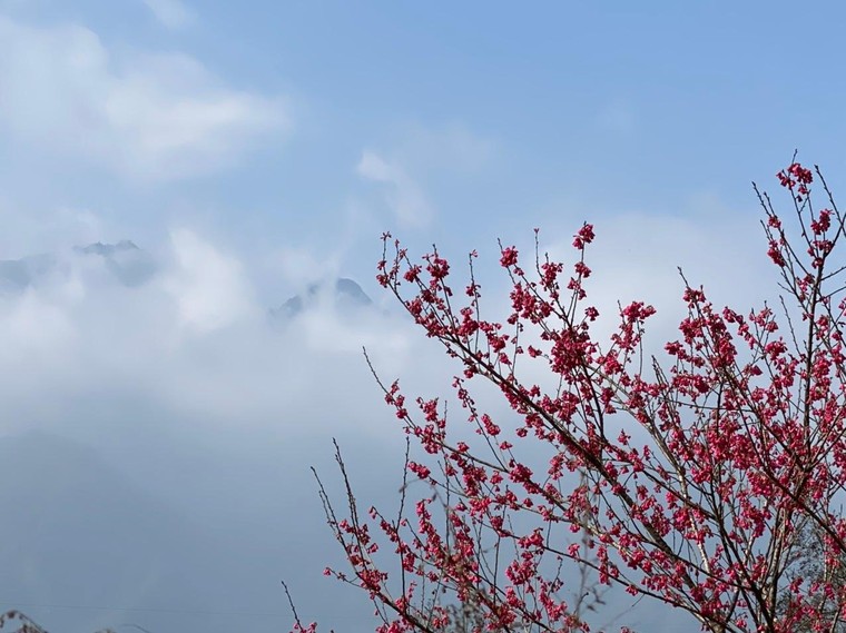 Du khách nô nức check-in thiên đường hoa Sa Pa đầu xuân ảnh 6