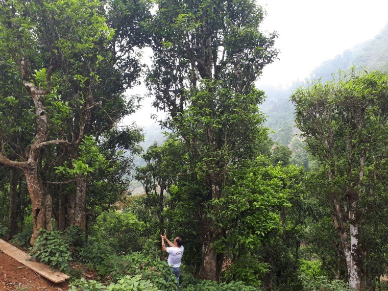 Khai thác giá trị văn hóa Tủa Chùa phát triển du lịch ảnh 3