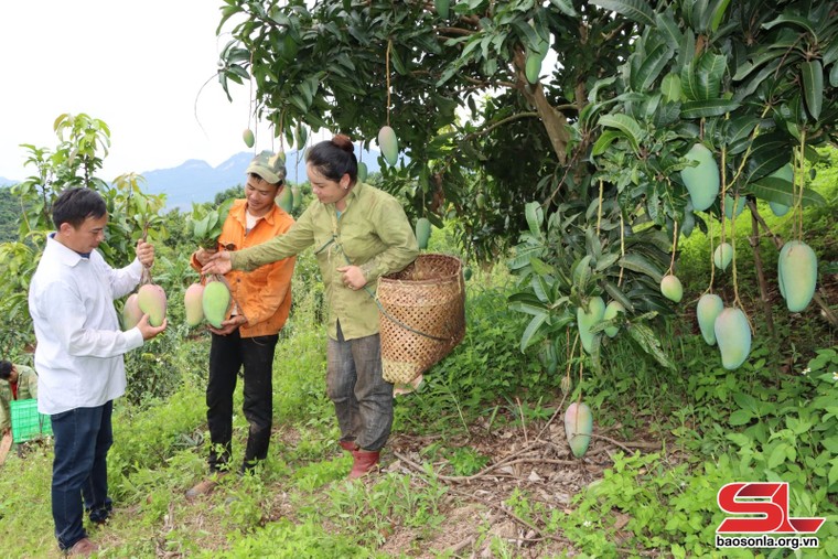 Phát huy vai trò nòng cốt thúc đẩy kinh tế tập thể phát triển ảnh 3