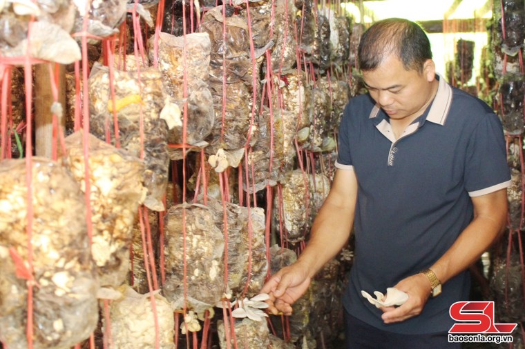 Chiềng La nhân rộng các mô hình kinh tế ảnh 1