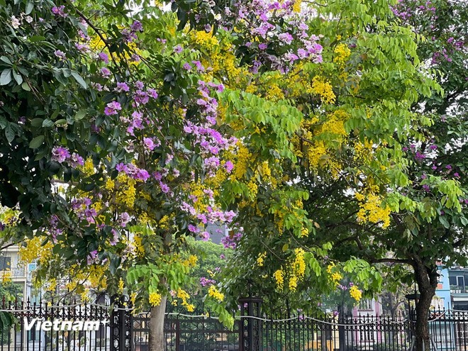 Hà Nội định hình bản sắc đô thị từ cây xanh bóng mát và ký ức mùa hoa ảnh 4