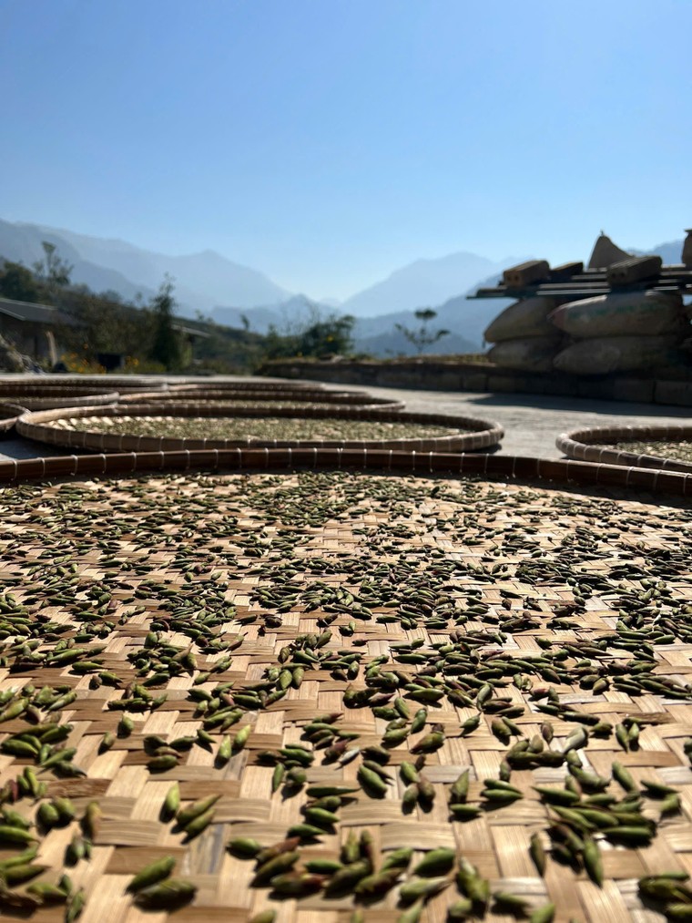 Thị trường trà cổ thụ: Sắp hết thời giá rẻ, nhà đầu tư sẽ gom trà như gom vàng? ảnh 3