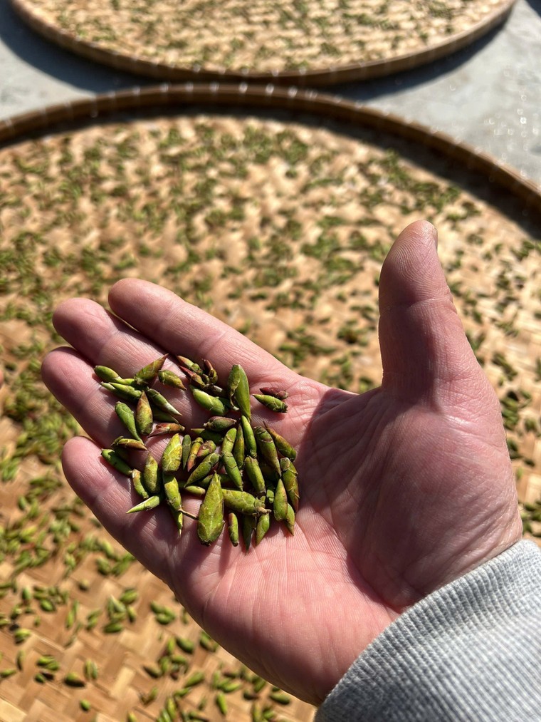 Thị trường trà cổ thụ: Sắp hết thời giá rẻ, nhà đầu tư sẽ gom trà như gom vàng? ảnh 1