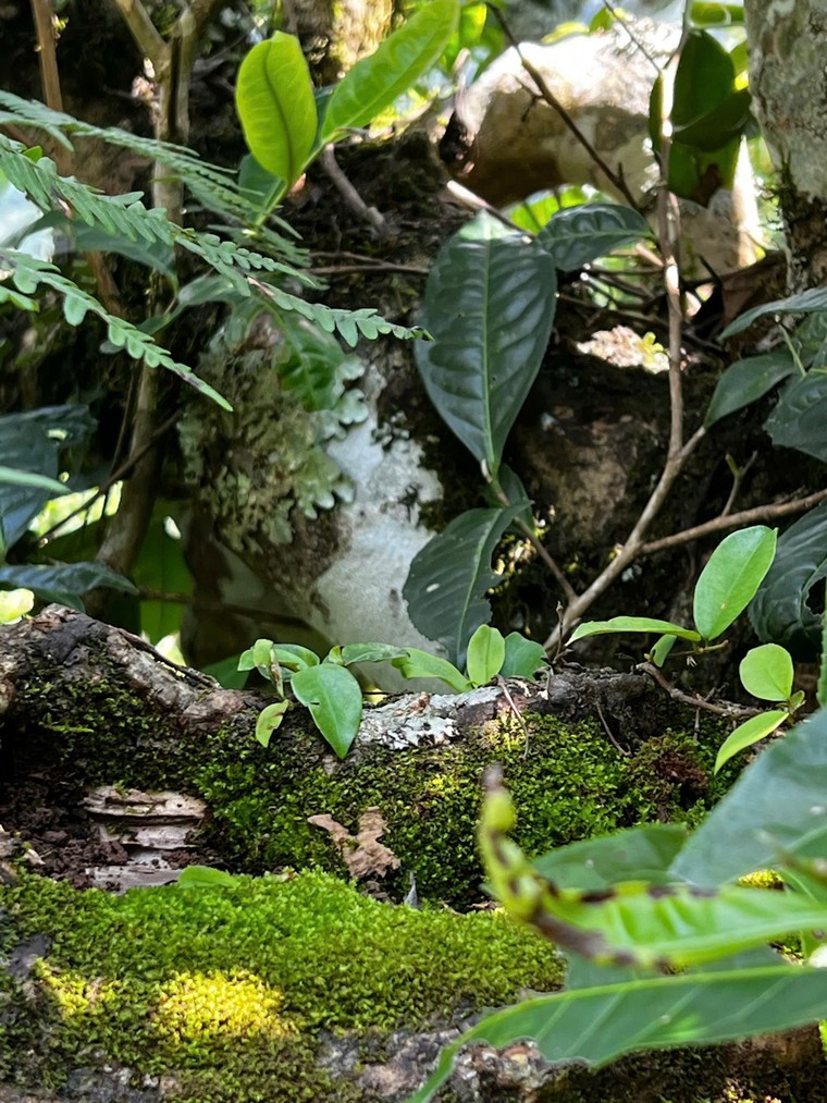 Thị trường trà cổ thụ: Sắp hết thời giá rẻ, nhà đầu tư sẽ gom trà như gom vàng? ảnh 5